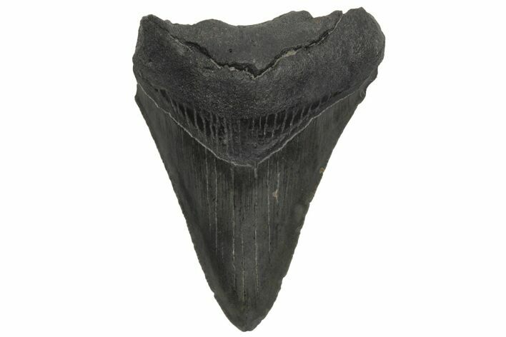 Serrated, Juvenile Megalodon Tooth - South Carolina #213000